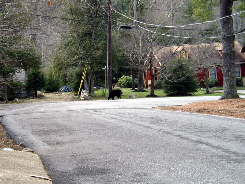 Bear Walking 02