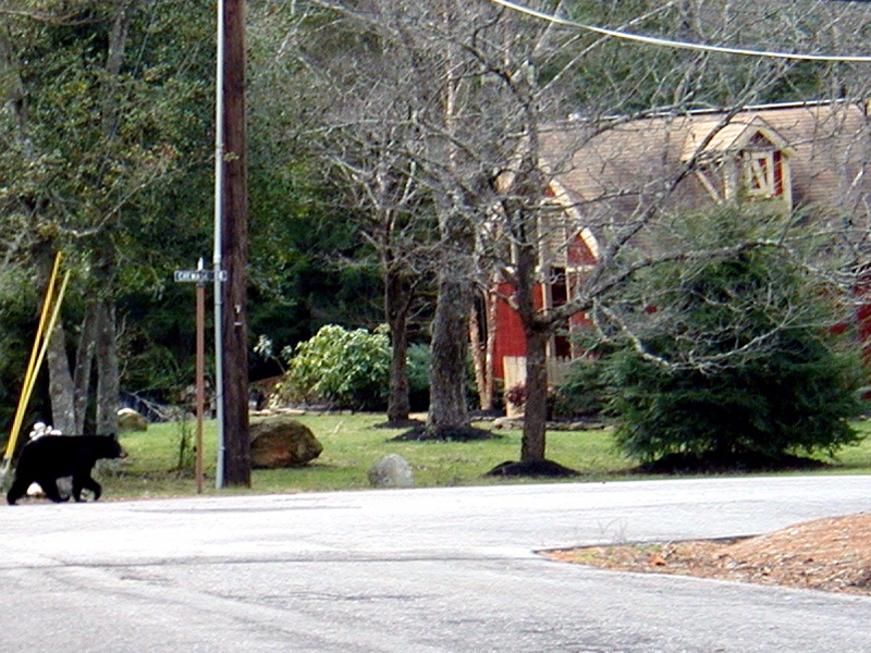 Bear Walking Close-up 01