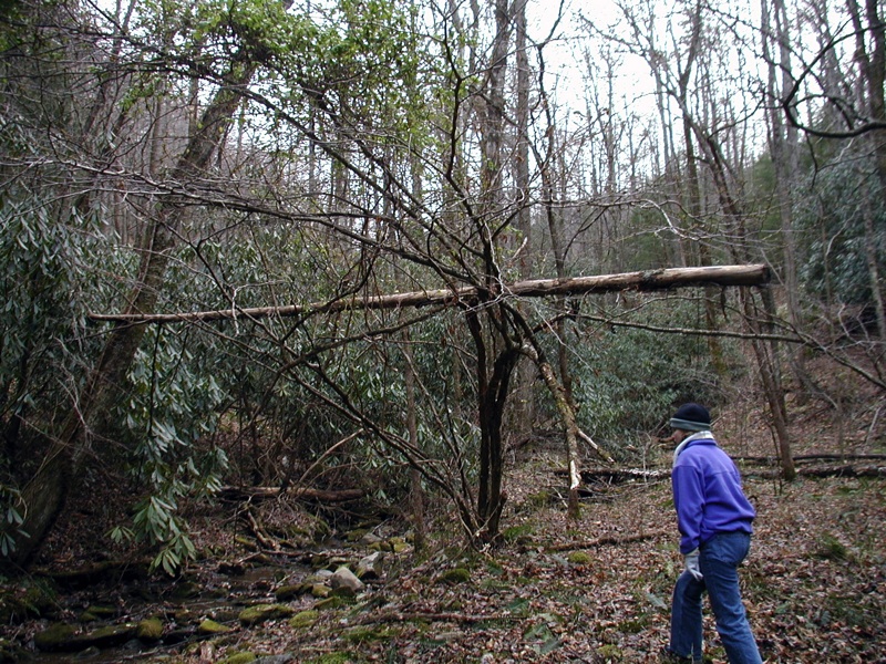 Branch Over Trail