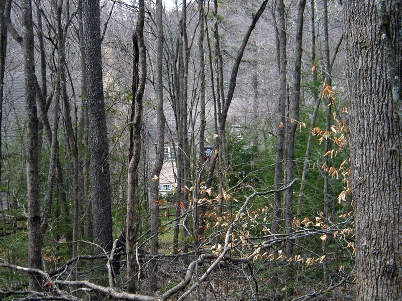 Trees (see rock city)