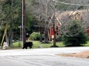 thumbnail of "Bear Walking Close-up 02"