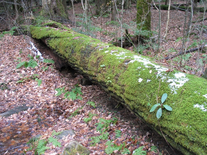 Fallen Tree