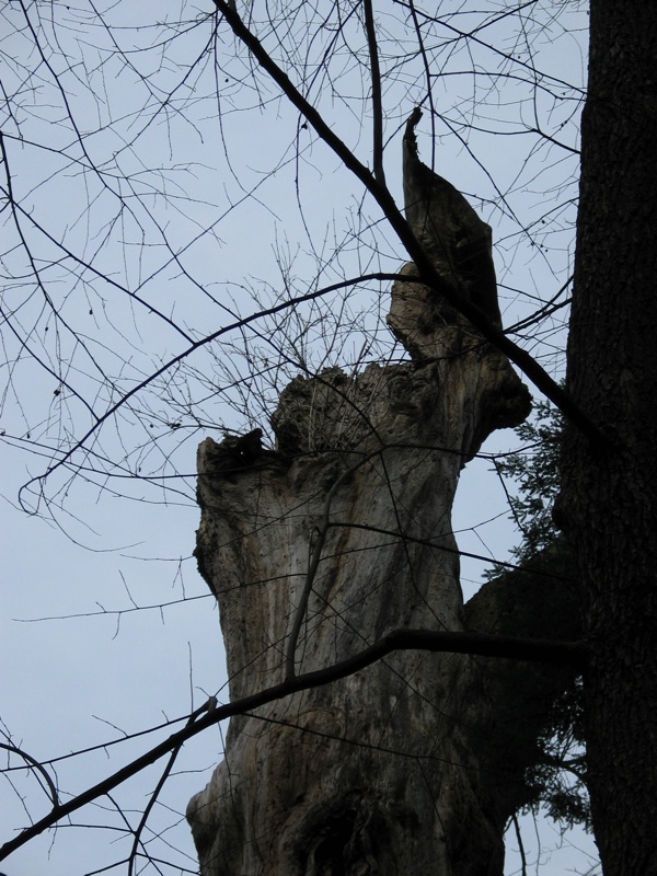 Gnarly Tree- 1