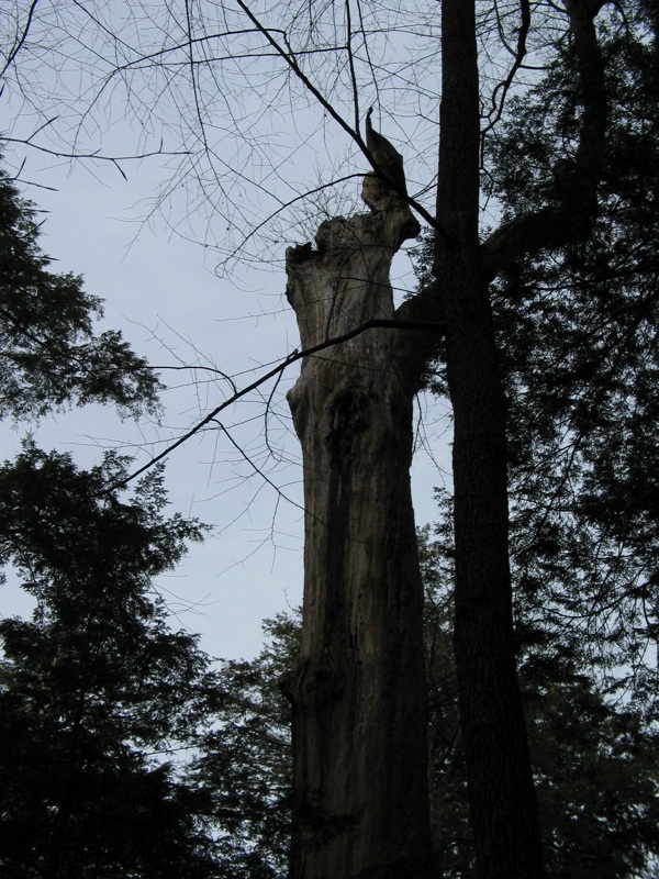 Gnarly Tree- 2