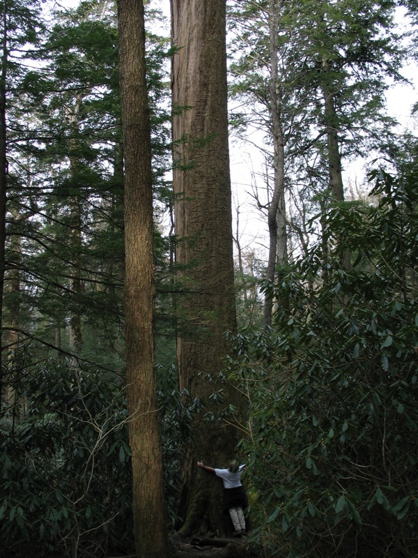 Henry And The Big Poplar