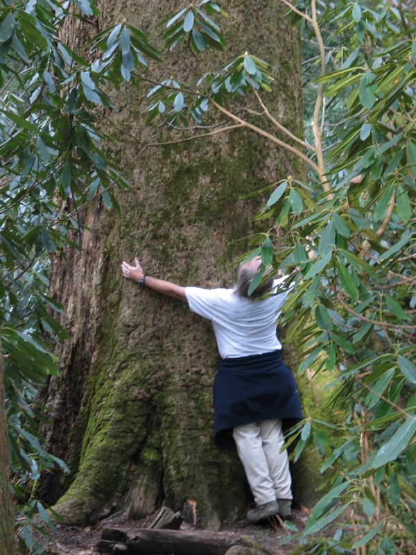 Henry And The Big Poplar- Close Up