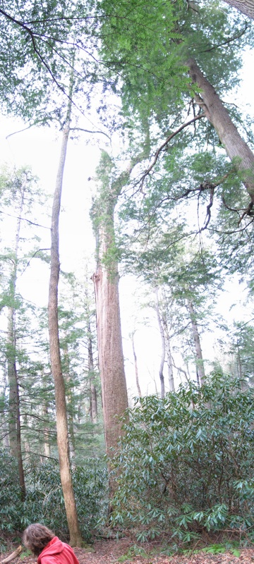 Tall Tree Panorama