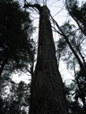 thumbnail of "Big Poplar"