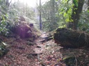 thumbnail of "Bright Trail"