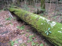Thumbnail of Image- Fallen Tree