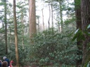 thumbnail of "Forest"