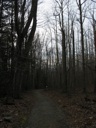 thumbnail of "Forest"