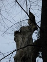 thumbnail of "Gnarly Tree- 1"