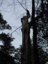 thumbnail of "Gnarly Tree- 2"