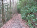thumbnail of "Leafy Trail"