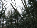 thumbnail of "Leaning Tree"