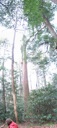 thumbnail of "Tall Tree Panorama"