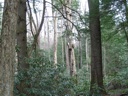 thumbnail of "Trees - 1"
