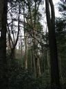 thumbnail of "Trees - 2"