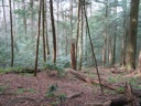 Thumbnail of Image- Trees - 3