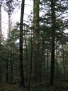 thumbnail of "Trees - 4"