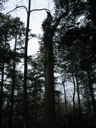 thumbnail of "Trees - 5"