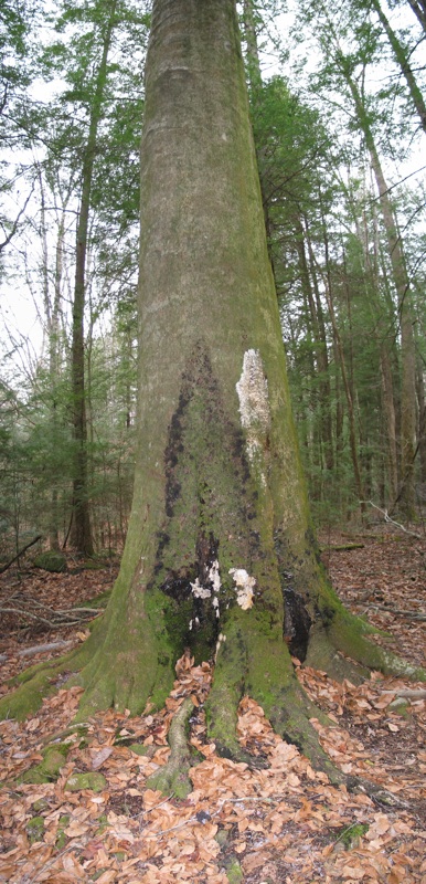 Large Tree