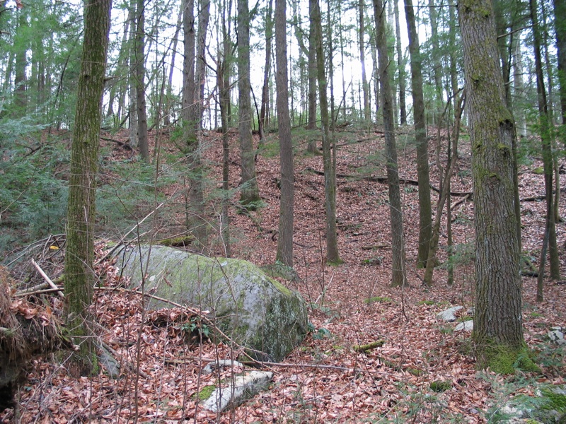 Rock And Trees