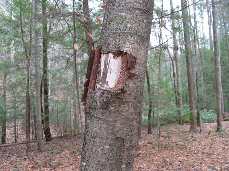 Tree Bark