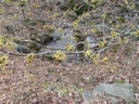 Thumbnail of Image- Blooming Witch Hazel - 1