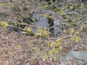 Thumbnail of Image- Blooming Witch Hazel - 2
