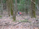 thumbnail of "Ike And Liz Through The Trees"