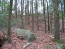 Thumbnail of Image- Rock And Trees