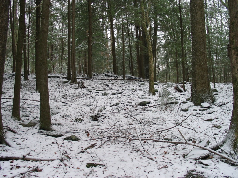 Snowy Trees