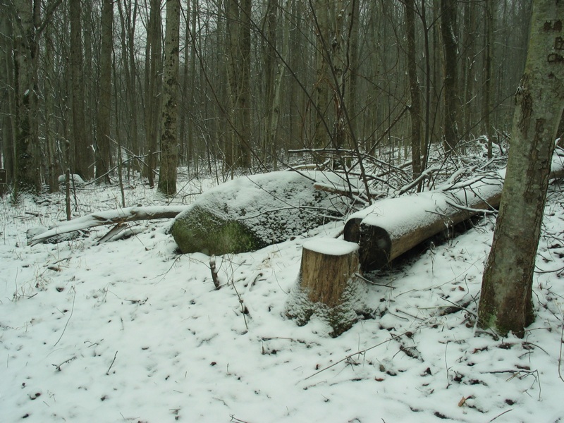 Snowy Trees And Rocks