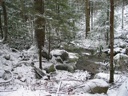 Thumbnail of Image- Snowy Forest