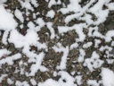 thumbnail of "Snowy Rocks"