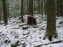 thumbnail of "Snowy Stump"