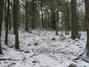 thumbnail of "Snowy Trees"