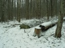 thumbnail of "Snowy Trees And Rocks"