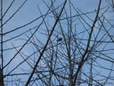 thumbnail of "Bird In Tree"