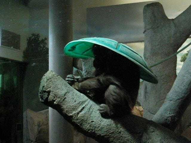 Orangutang With Hat - 1