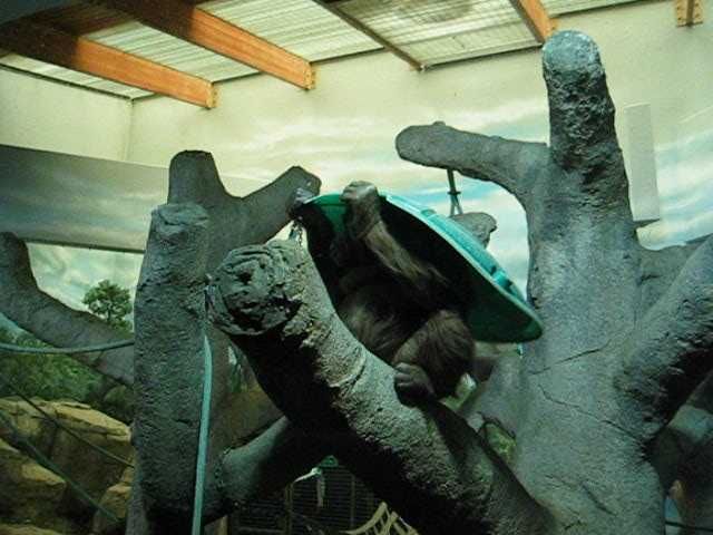 Orangutang With Hat - 3