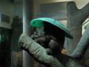 thumbnail of "Orangutang With Hat - 1"
