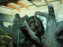 thumbnail of "Orangutang With Hat - 2"