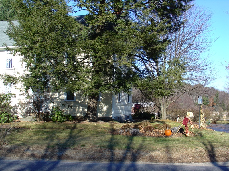 Remains Of The Beaman Oak