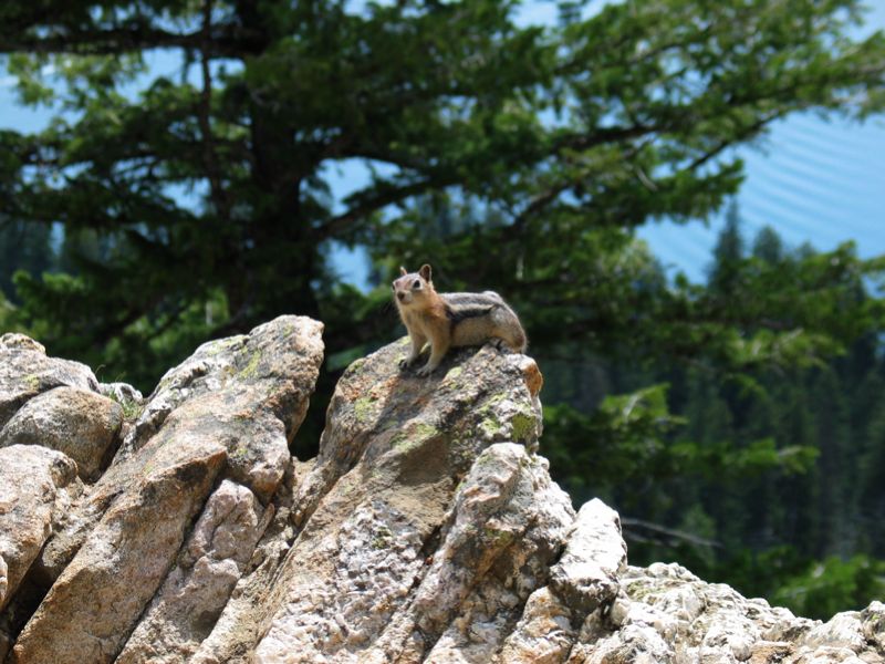 Furry Critter On Rock