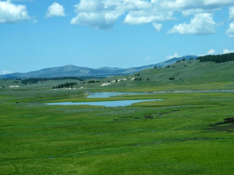 Very Distant Bison On The Plain