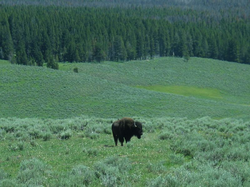 Lone Bison