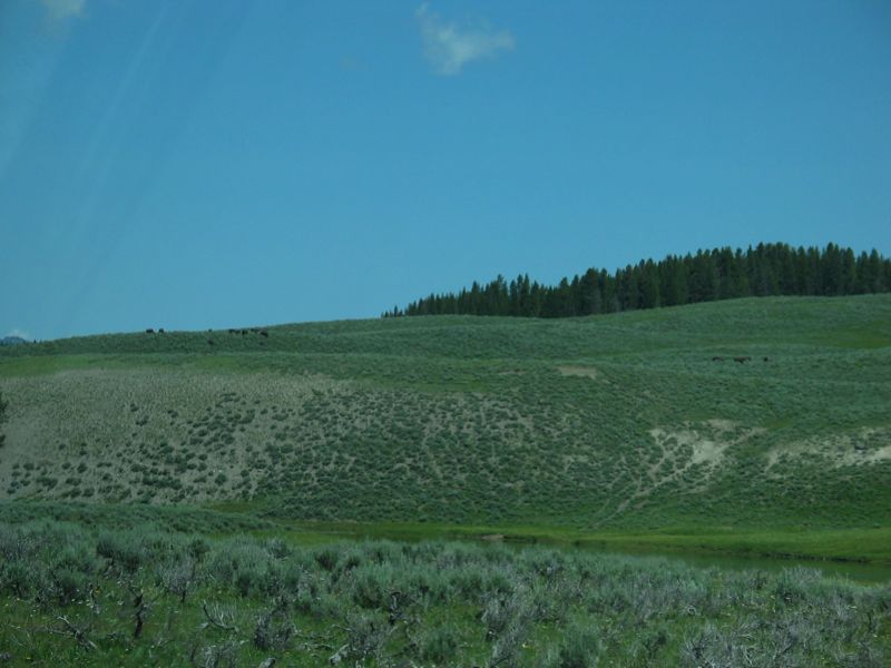 Distant Group Of Bison